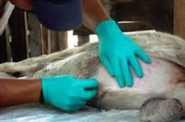 Intervenciones quirúrgicas de ovinos, éxito en Agroencuentro