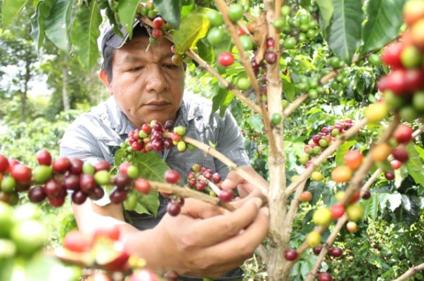Comunidad embera chamí produce café de origen