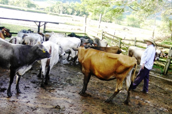 Capital semilla para fortalecer ganadería en el sur del país