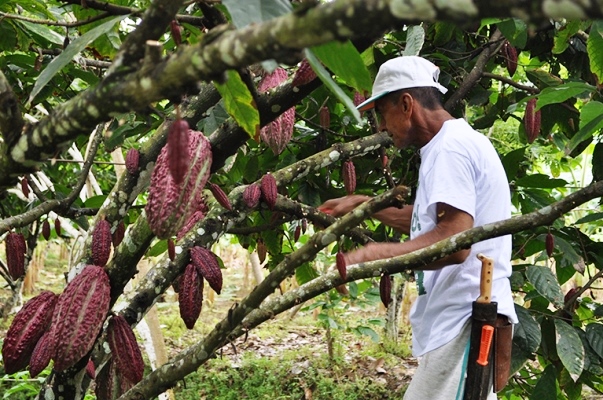 SENA presenta modelos para desarrollo de cacaoteros