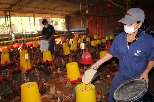 Primer programa de formación dual para el sector avícola