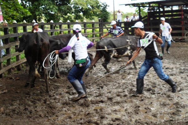 SENA busca a los mejores técnicos en ganadería del país