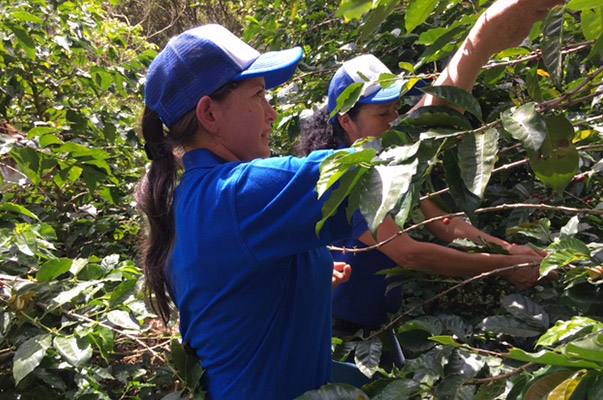 En la Cuenca el Ramo cultivan café orgánico y ambiental