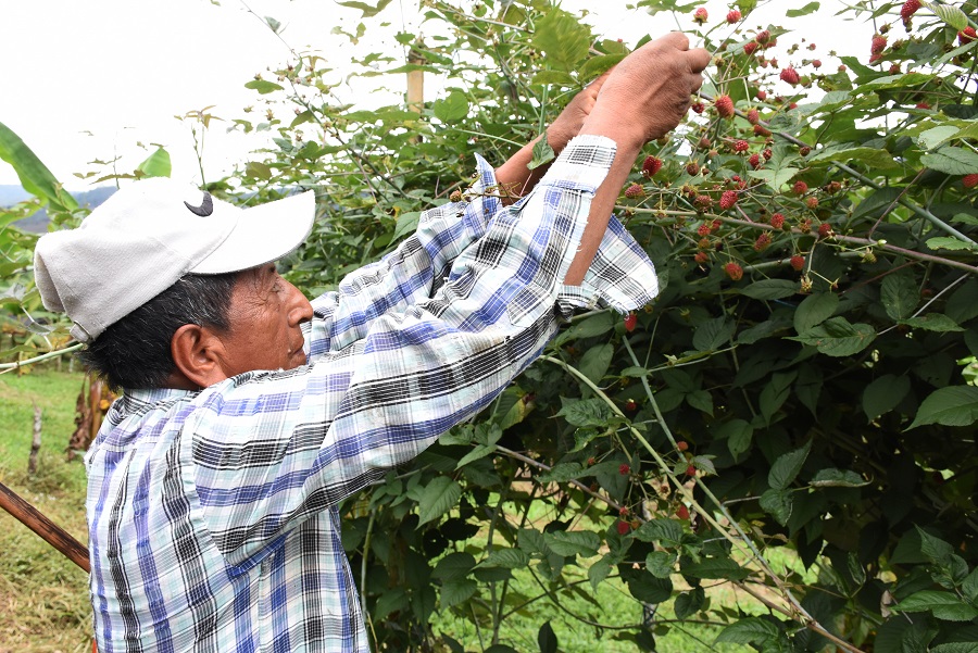 Las prácticas se desarrollan en los predios de campesinos y del cabildo indígena.