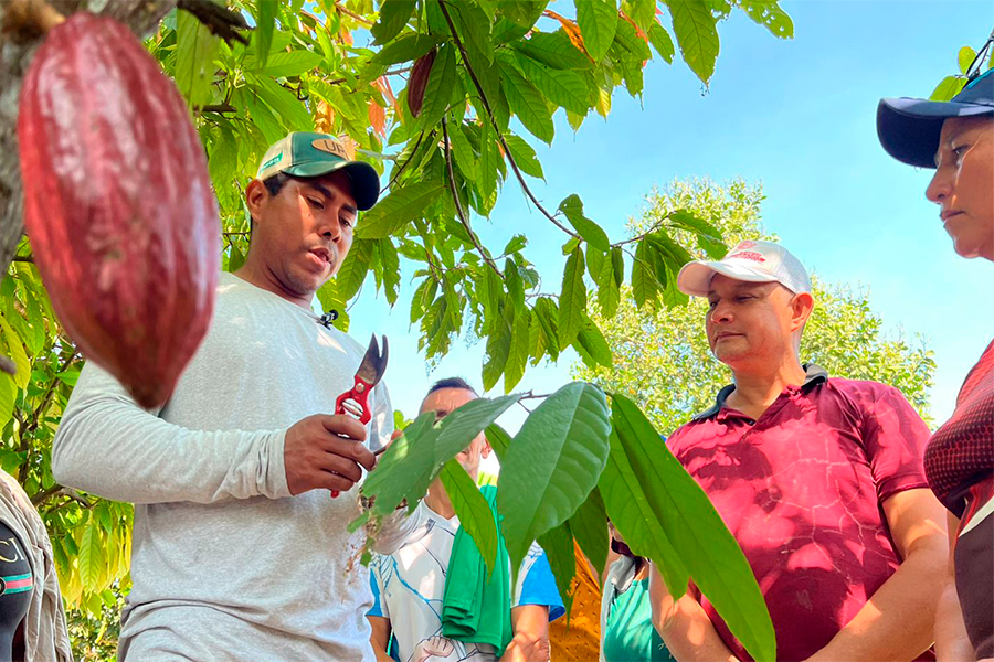 Foto 1 BP AR En Arauquita, el cacao germina-81025.jpg