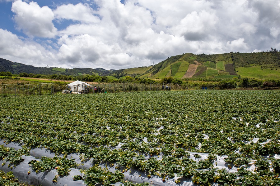 “Esta finca nos permite trabajar con nuestros cultivos, como hierbas y maíz, que incluso usamos como abono orgánico. Es un benef