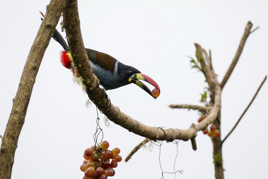 Proyectos de investigación del SENA Caldas estarán en Zona Azul en la COP-16 