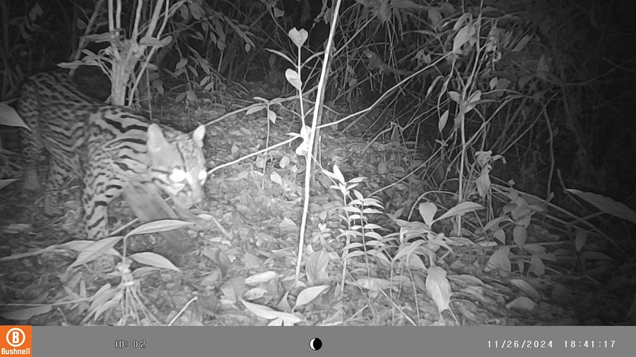 “Este tipo de actividades nos motivan, porque nos permiten ver que aún hay vida silvestre en zonas cercanas a lo urbano”, dijo e
