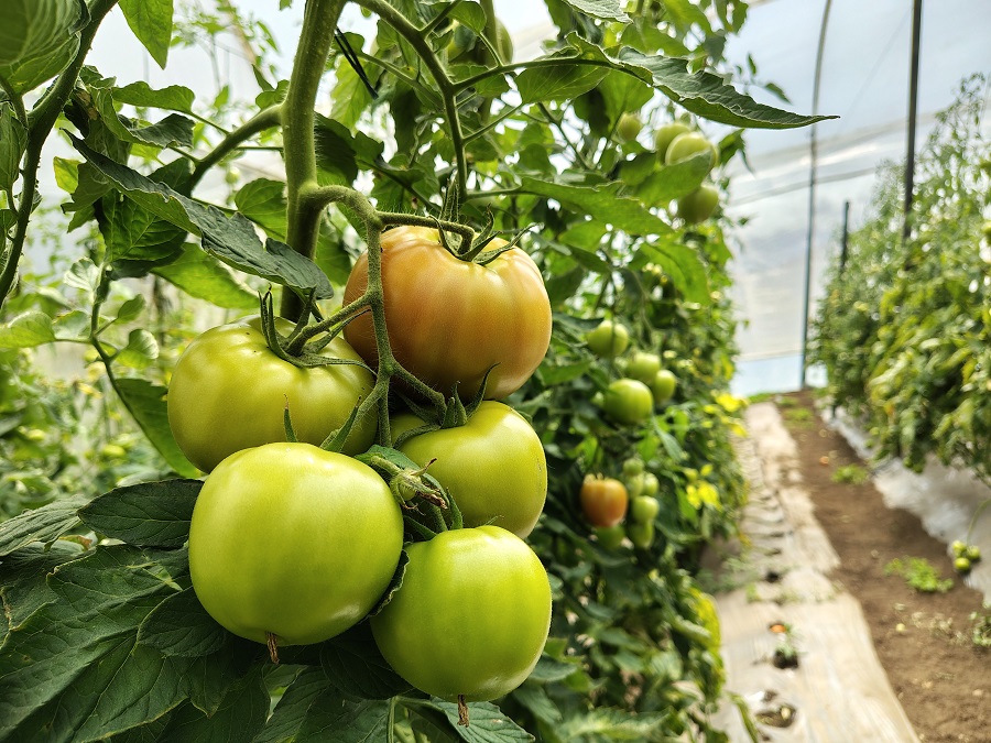La producción de tomate se beneficia con el sistema de riego inteligente, lo que baja los costos de cosecha.