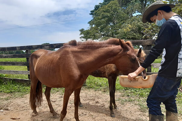En sus viviendas y parcelas los aprendices desarrollan cada una de las fases del cultivo de maíz