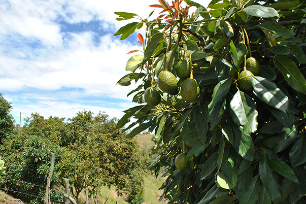 SENA dictará los primeros cursos especializados en cosecha de Aguacate Hass