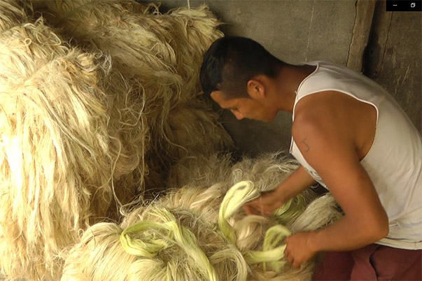 El café más apetecido del mundo se cargará en sacos de fique fabricados en Nariño