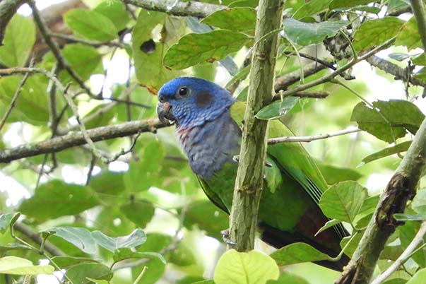 Antioquia es el tercer departamento del país con mayor variedad en especies de aves; en total tiene 972. 