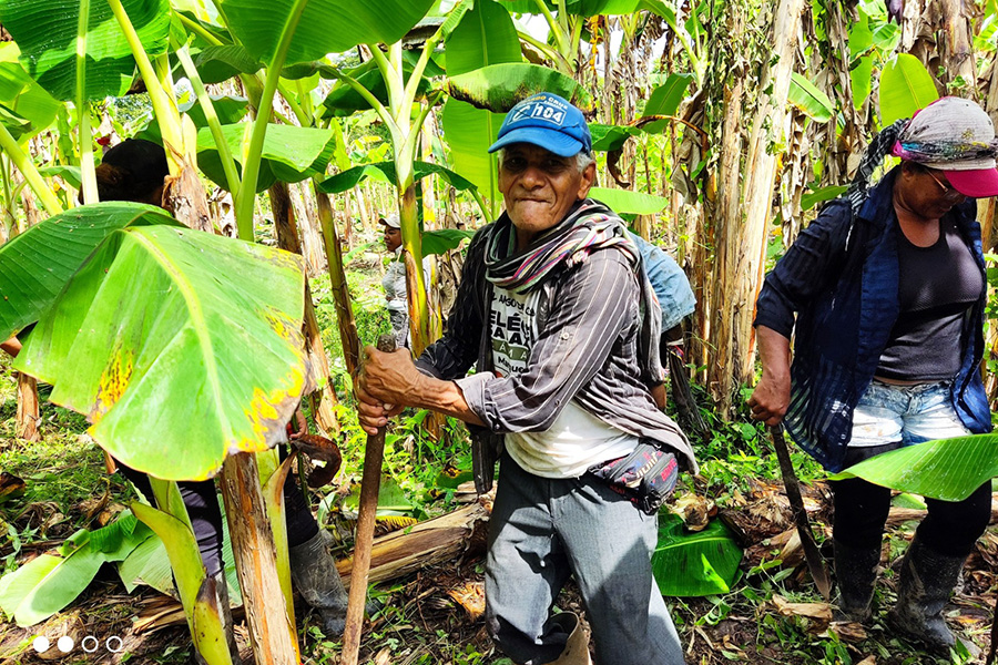 Los cultivos de plátano toman fuerza en el corregimiento La Palma de Morales (Bolívar). Ya no hay necesidad de traerlo desde Are