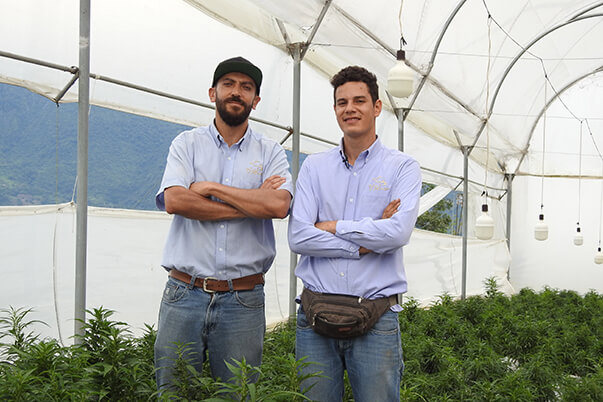 San Alejo obtuvo la licencia para el cultivo de cannabis medicinal en octubre de 2019. Su cliente principal es la marca D´Selva,