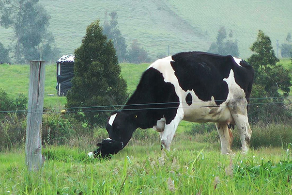 SENA de Pasto, el mejor en producción de leche