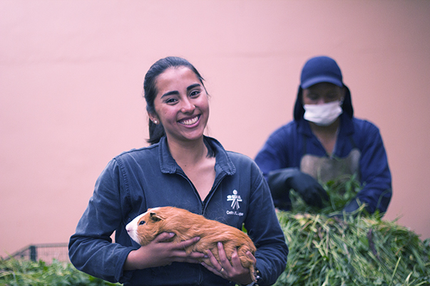 Instructores en Nariño buscan mejorar la genética del cuy 