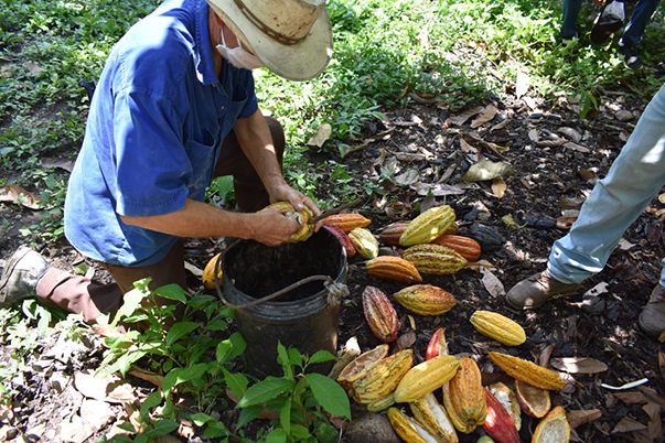 Las estaciones cuentan con paneles solares que trabajan de forma autónoma y continua sin necesidad de intervención por parte de 