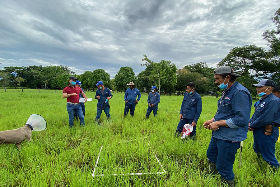El SENA realiza capacitaciones sobre sistemas silvopastoriles que hace parte del proyecto de ganadería sostenible.