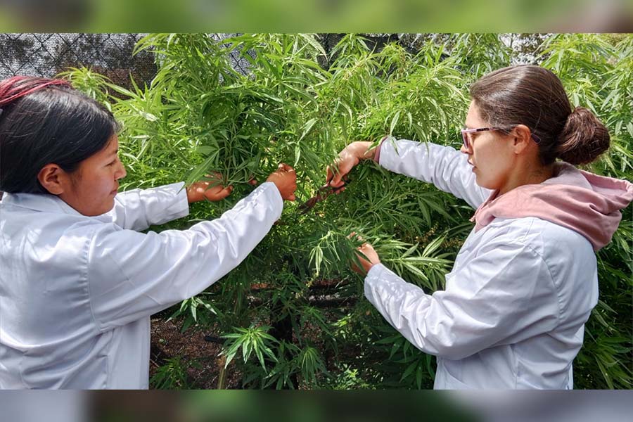 El proyecto trabaja con 22 especies de plantas aromáticas, incluyendo tomillo, albahaca, manzanilla crespa, marihuana, hierbabue