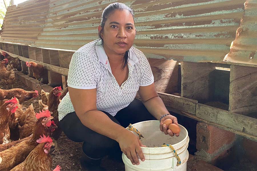En el Putumayo, un proyecto de 1.200 gallinas produce a diario alrededor de 1.048 huevos que representan la venta de 35 cubetas.