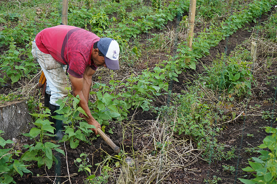 La certificación de competencias laborales ha beneficiado a habitantes de sectores urbanos y rurales del Quindío.