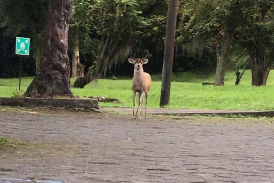 Este venado silvestre visitó las instalaciones del SENA Caldas en Manizales y fue fotografiado mientras recorría los parqueadero