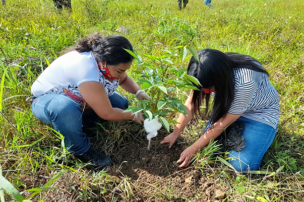 Reforestar es vital para los ecosistemas terrestres, ayuda a la recuperación de cuencas hidrográficas