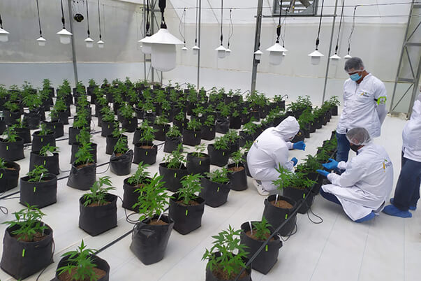 La Asociación Procannacol, en convenio con el SENA busca llevar estos talleres a toda Colombia. 