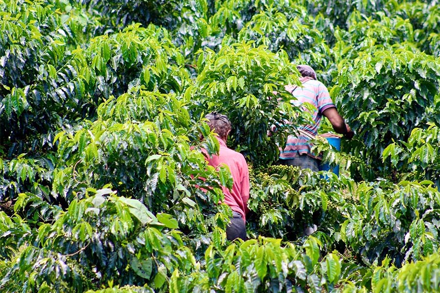 Imagen sobre la proxima certificación a recolectores de café