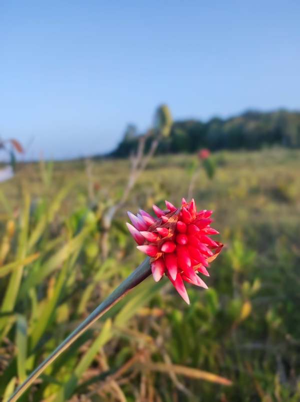 imagen flor de Inírida