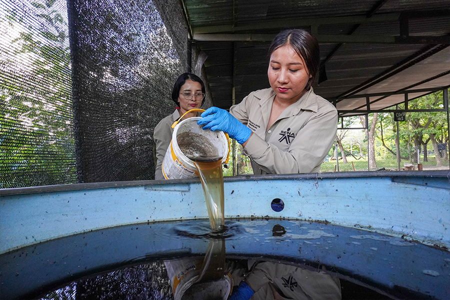 Una aprendiz trasvasa abono líquido, resultado del proceso de lombricultura. ​