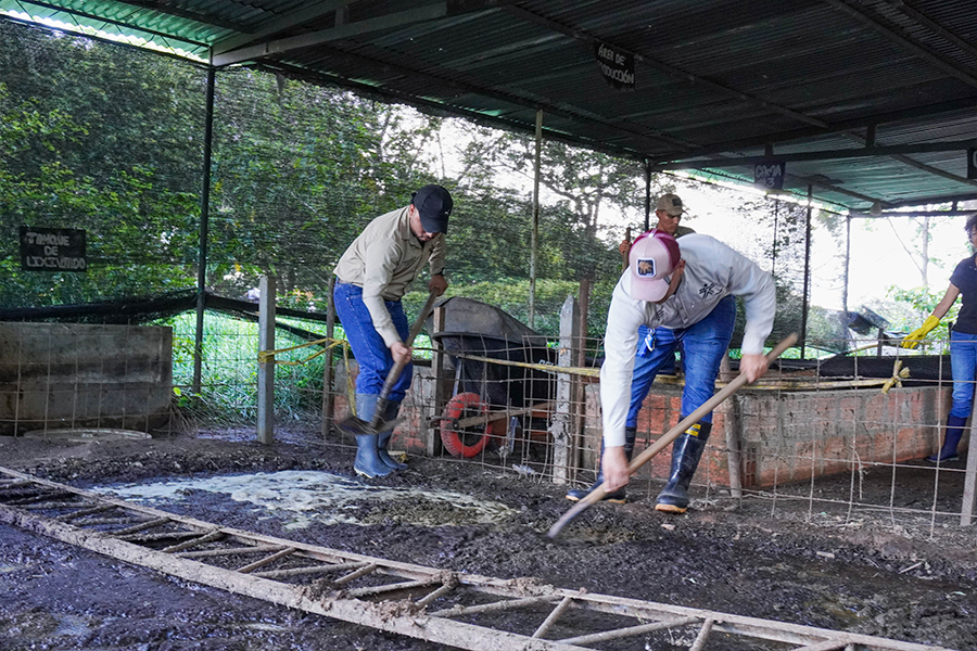 Con dedicación, los aprendices preparan el estiércol para alimentar las lombrices. 