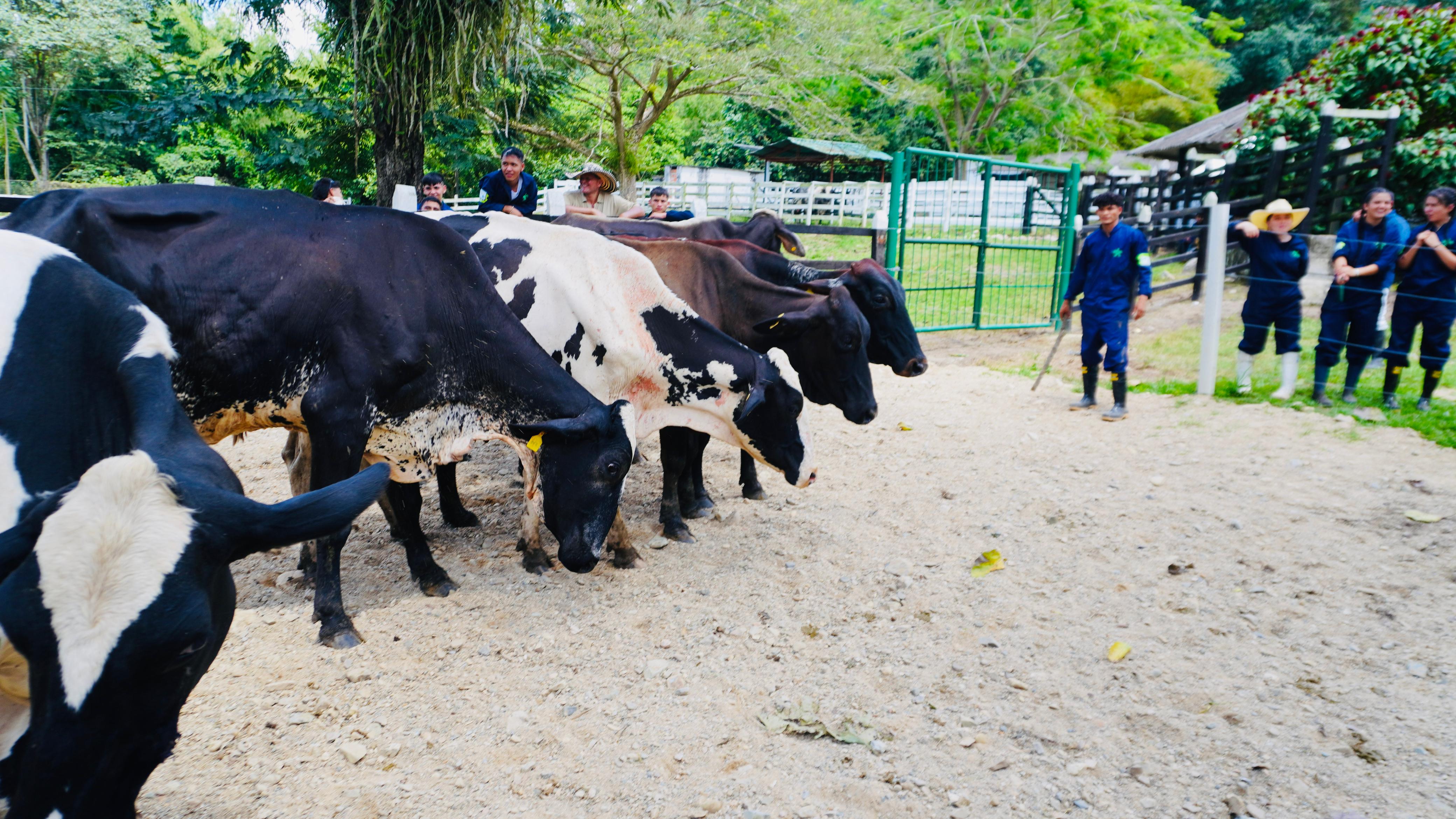 Especies subastadas granja Aguas Calientes SENA, El Playón. 